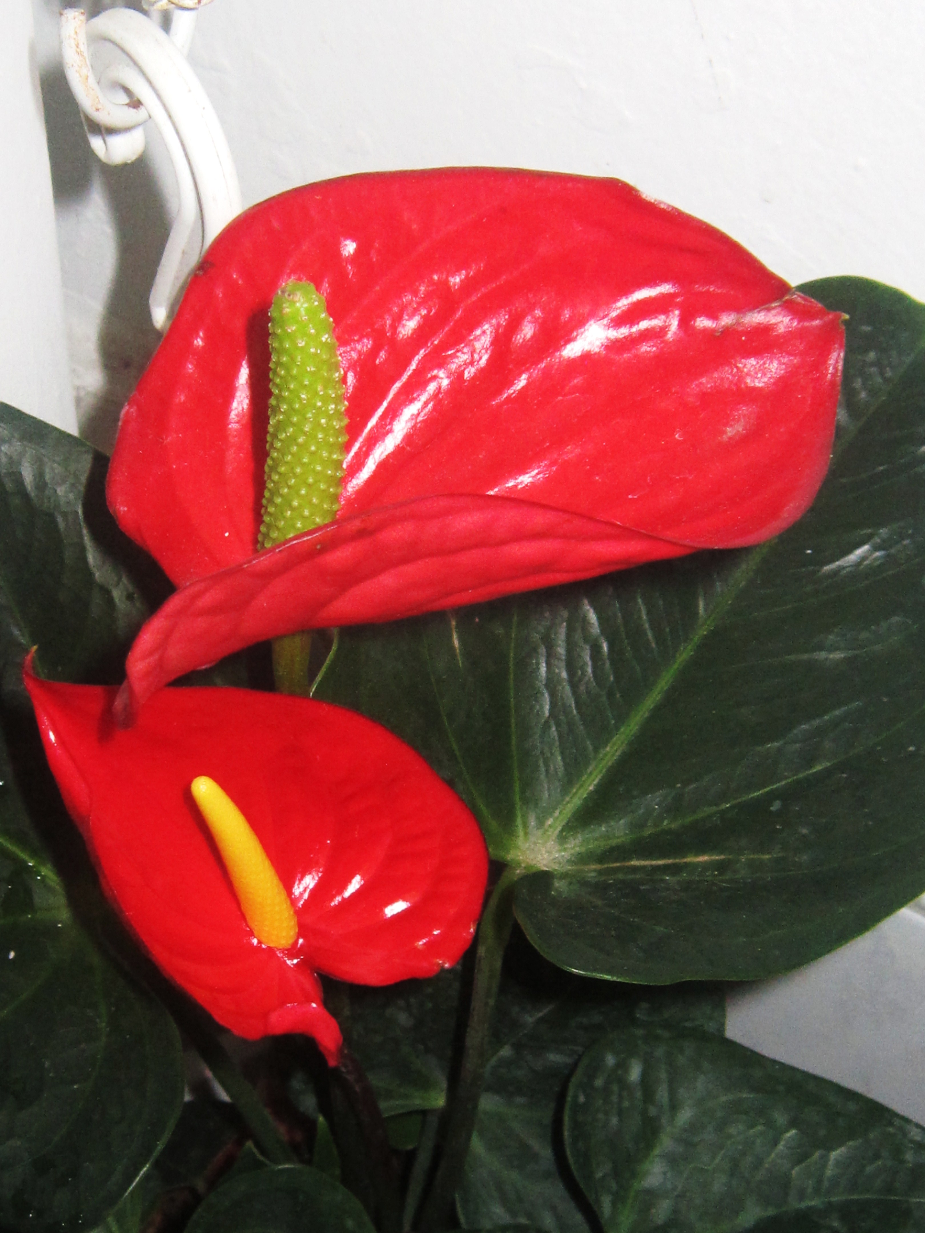 Red Wick Flower