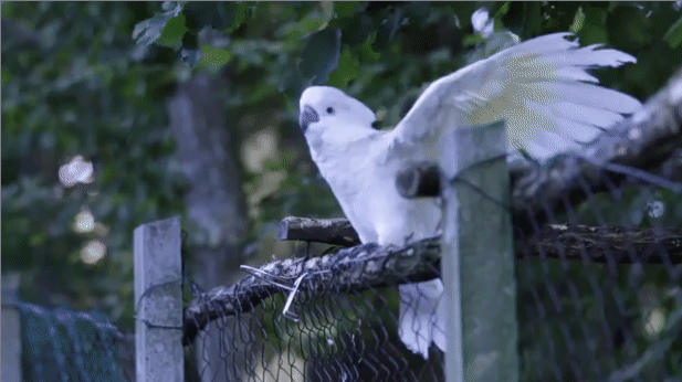 The White Cockatoo